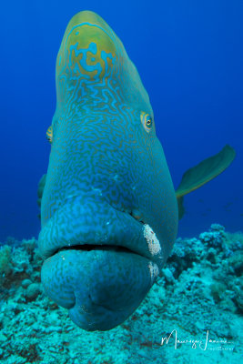 Pesce Napoleone,Humphead wrasse
