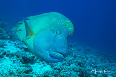 Pesce Napoleone,Humphead wrasse