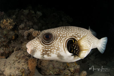 Pesce palla,White-spotted puffer