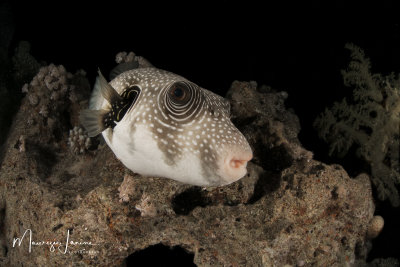 Pesce palla,White-spotted puffer