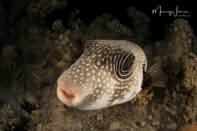 Pesce palla,White-spotted puffer