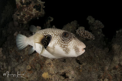 Pesce palla,White-spotted puffer