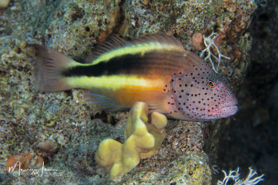 Pesce falco di Forster ,Blackside hawkfish