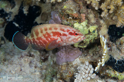 Cernia a pinna gialla, Yellowfin hind