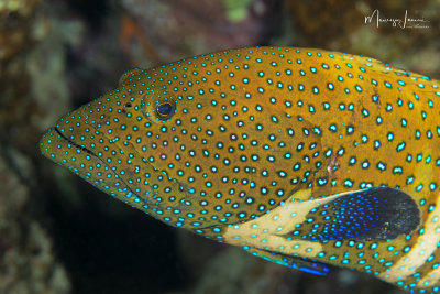 Cernia argo,Peacock Grouper