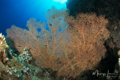 Gorgonia, Sea fan