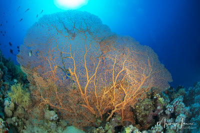Gorgonia, Sea fan