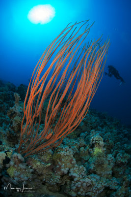 Corallo frusta, Wire corals