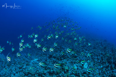 Pesce farfalla o falso idolo moresco, Schooling bannerfish