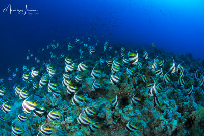 Pesce farfalla o falso idolo moresco, Schooling bannerfish