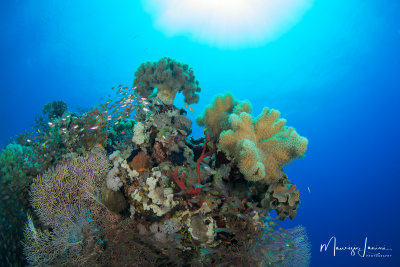 Corallo cuoio,Fleshy soft coral