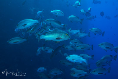 Azzannatori,Two-spot red snappers