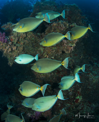 Pesci unicorno blu, Bluespine unicornfish