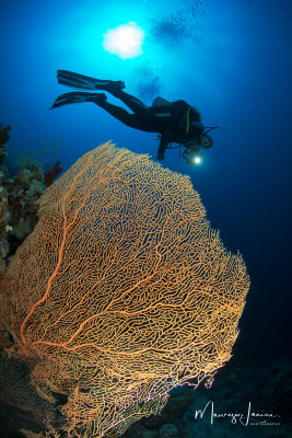 Gorgonia gigante, Big Sea Fan