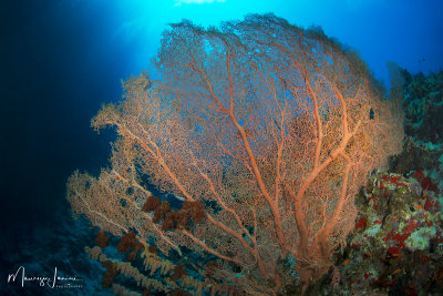 Gorgonia gigante, Big Sea Fan