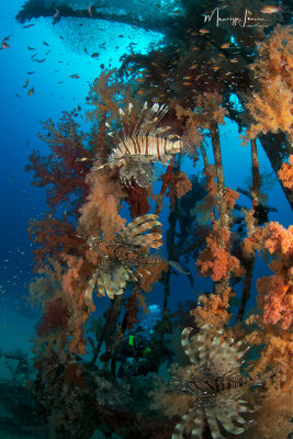 Pesci scorpione, Lionfishes