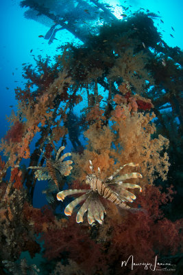 Pesci scorpione, Lionfishes