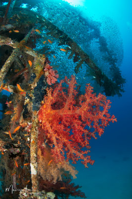 Alcionari sul traliccio della gru del Million Hope, Million Hope wreck