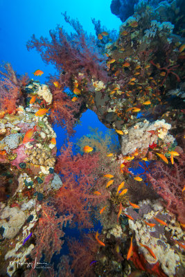 Alcionari ed anthias, Soft corals and Sea Goldie