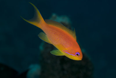 Sea goldie, Anthias