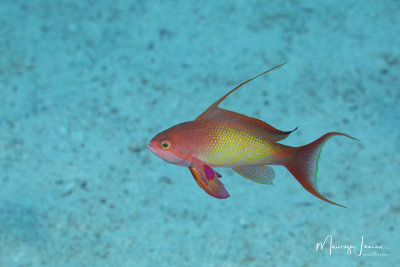 Sea goldie, Anthias