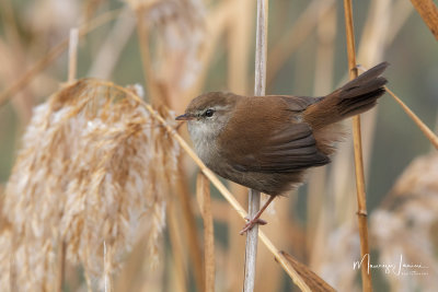 Usignolo di fiume,Cetti's Warbler