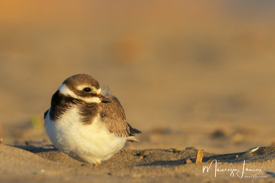 Corriere grosso giovane, Young Common Ringed Plover