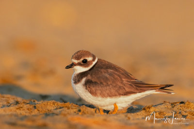 Corriere grosso giovane, Young Common Ringed Plover