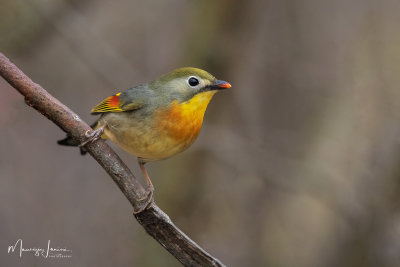 Usignolo del Giappone,Red-billed Leiothrix
