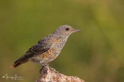 Codirossone,Rufous-tailed Rock-Thrush