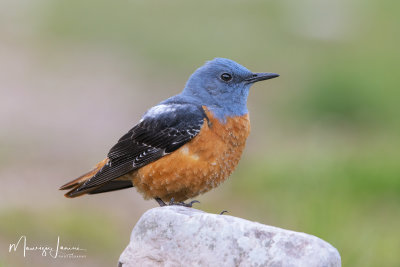 Codirossone,Rufous-tailed Rock-Thrush