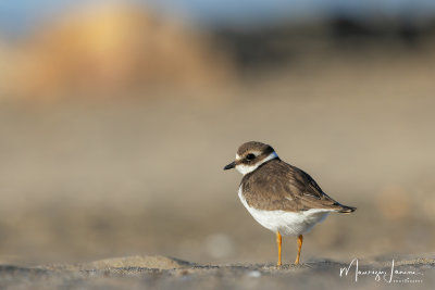 Corriere grosso giovane, Young Common Ringed Plover