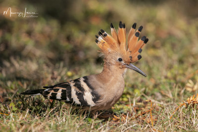 Upupa, Hoopoe