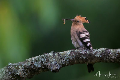 Upupa, Hoopoe