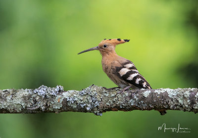 Upupa, Hoopoe