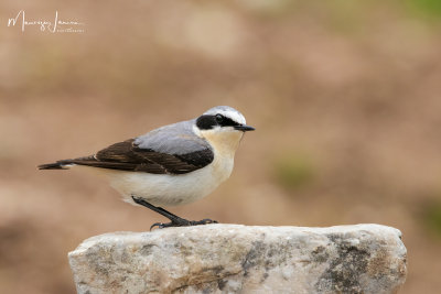 Culbianco,Northern Wheatear