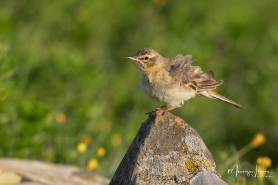 Calandro,Tawny Pipit