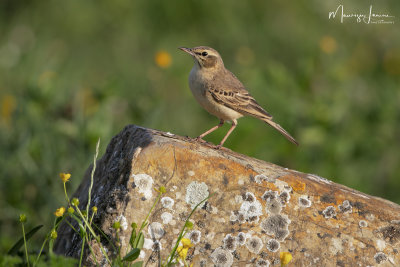 Calandro,Tawny Pipit