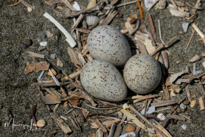 Nido ed uova di Corriere piccolo, Nest and eggs of Little Ringed Plover