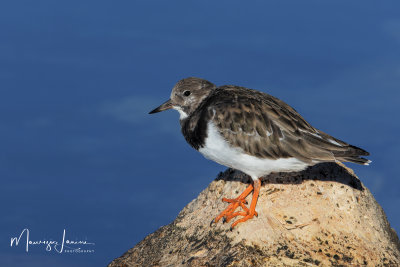 Voltapietre,Ruddy Turnstone