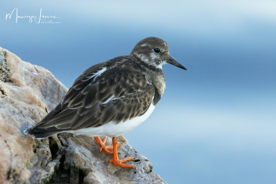 Voltapietre,Ruddy Turnstone