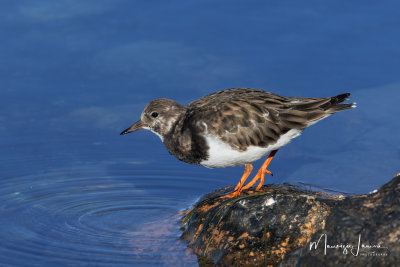 Voltapietre,Ruddy Turnstone