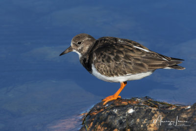 Voltapietre,Ruddy Turnstone