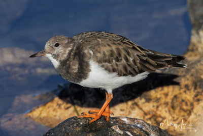 Voltapietre,Ruddy Turnstone