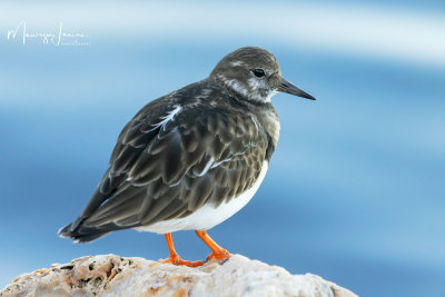 Voltapietre,Ruddy Turnstone