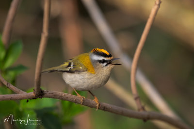Fiorrancino,Firecrest