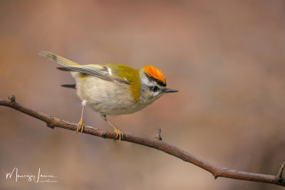 Fiorrancino,Firecrest