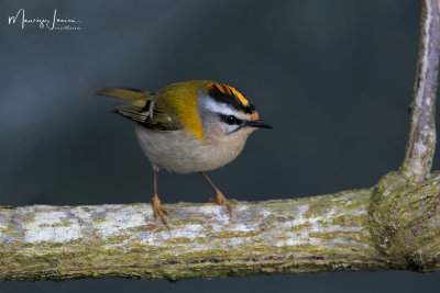 Fiorrancino,Firecrest
