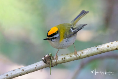 Fiorrancino,Firecrest