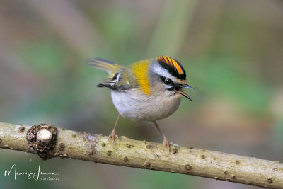 Fiorrancino,Firecrest